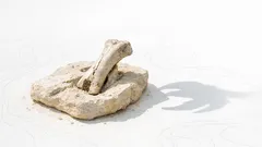 Dinosaurier-Fund in Victoria: Warum diese Knochen die frühe Kreidezeit neu schreiben