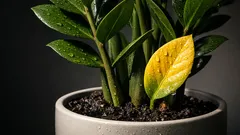 ZZ-Pflanze wächst nicht? So bringst du deine Zamioculcas mit 3 einfachen Checks wieder in Schwung