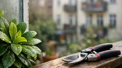 Syzygium paniculatum als immergrüne Hecke: so gelingt der Sichtschutz trotz Frost