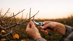 Herbstschnitt im Garten: was du im Oktober und November wirklich schneiden darfst