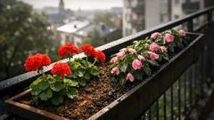 Warum Geranien und Fleißiges Lieschen im Balkonkasten oft eingehen