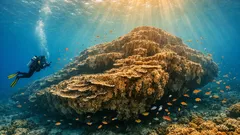 Riesige Steinkoralle entdeckt: warum dieser Fund Hoffnung für Korallenriffe macht