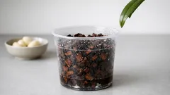 Orchidee übergossen? So rettest du sie in 30 Minuten vor Wurzelfäule