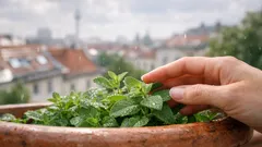 Minze im Topf pflanzen: so klappt’s auf Balkon und Fensterbank
